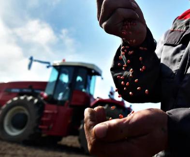 Урожай зерна в Сибири стал рекордным за 15 лет  — 18,5 млн тонн